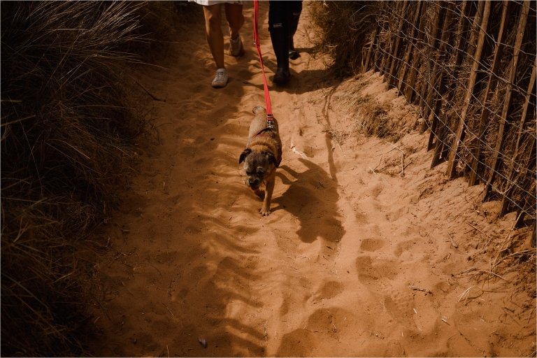 Dog walking on sand