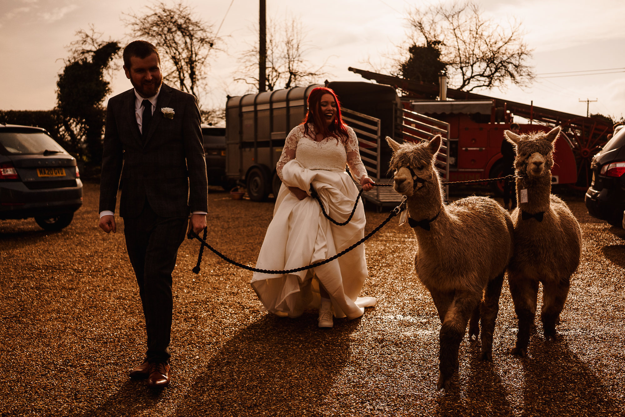 Bride and Groom walking with alpacas