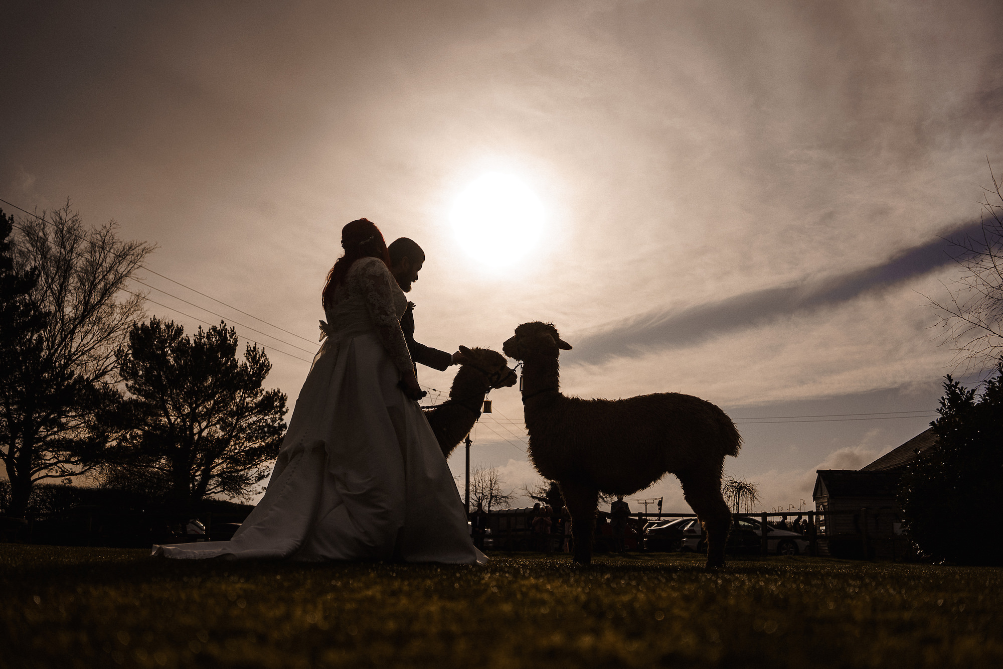 Silhouette of Bride and Groom with alpacas